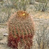 Ferocactus acanthodes Hackberry Az ©JL-017.jpg